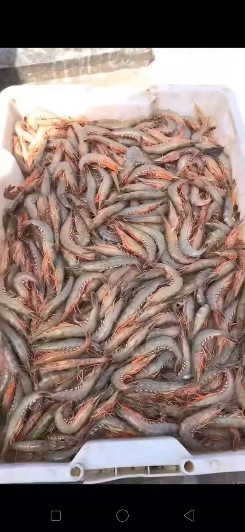 船冻，剑虾，滑皮虾，需要的联系