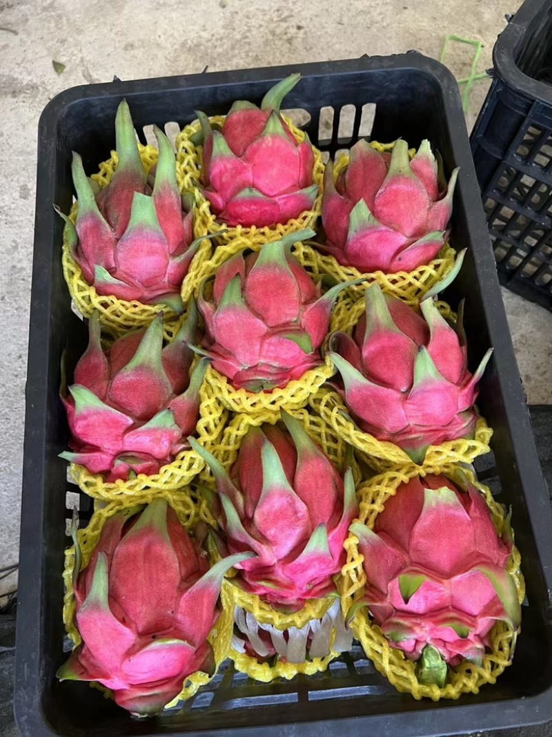 红心火龙果京都桂红龙精品靓货大量货源产地直发