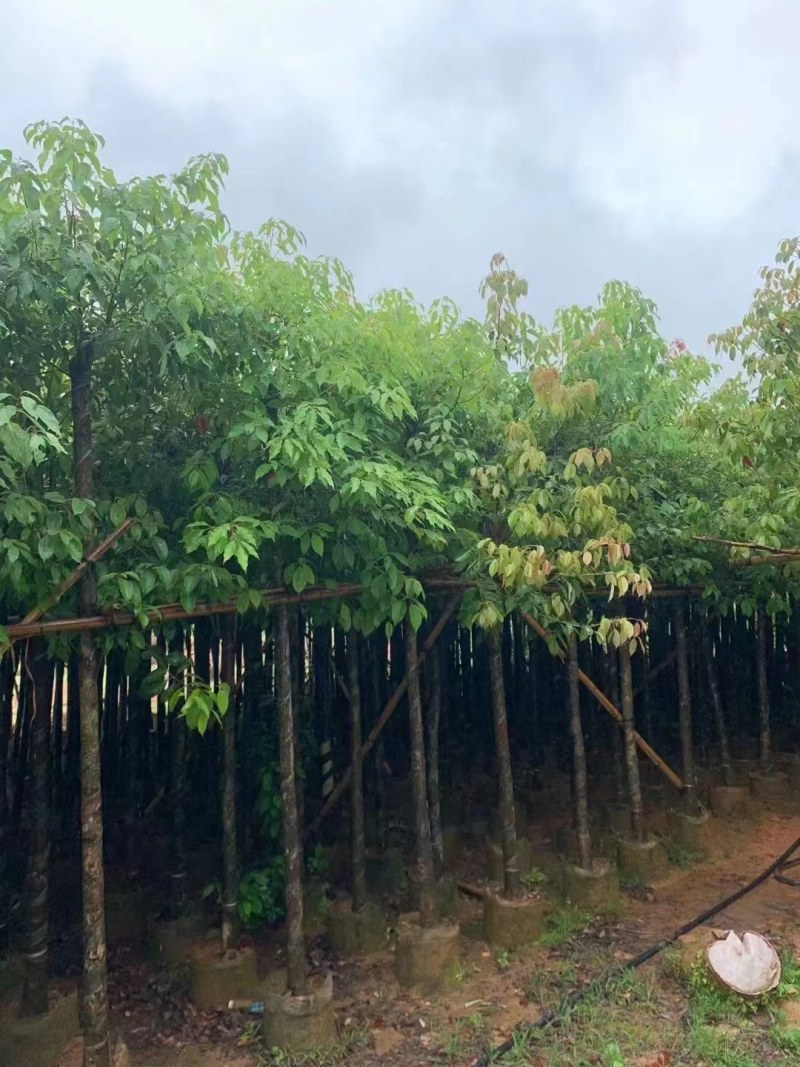 供应：香樟树5/15分大量