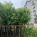 供应：香樟树5/15分大量