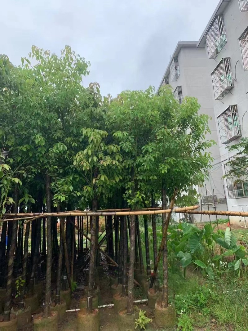 供应：香樟树5/15分大量