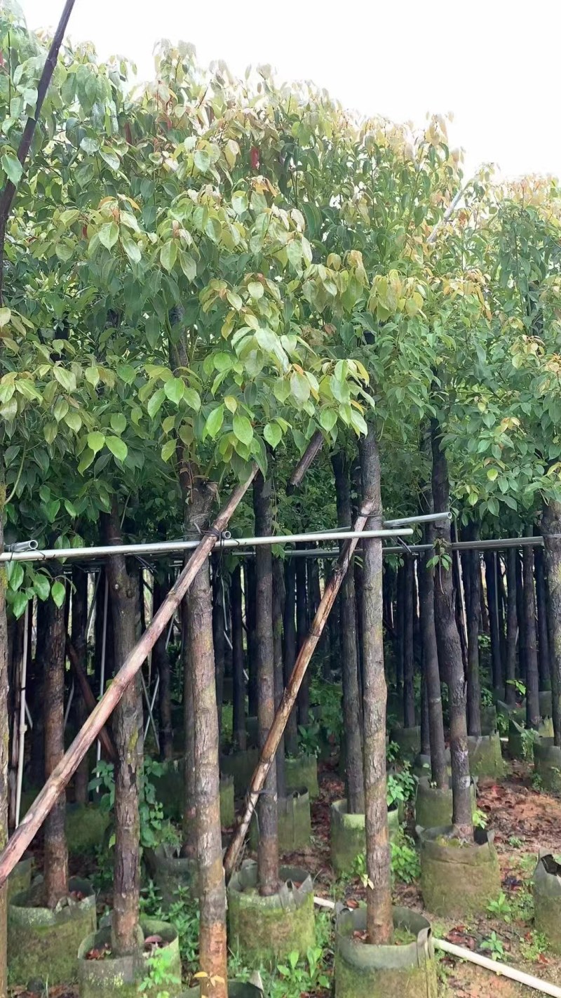 供应：香樟树5/15分大量