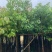 供应：香樟树5/15分大量