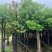 供应：香樟树5/15分大量