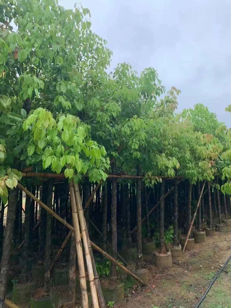 供应：香樟树5/15分大量