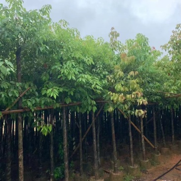 供应：香樟树5/15分大量