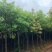 供应：香樟树5/15分大量