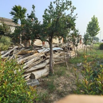 石榴树