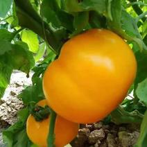 九园大黄西红柿种籽无限生长型果实金黄色黄番茄种子农家四季