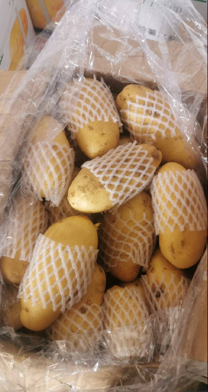 兰陵县黄心土豆，荷兰十五，V7，电商货，市场货，大量供应