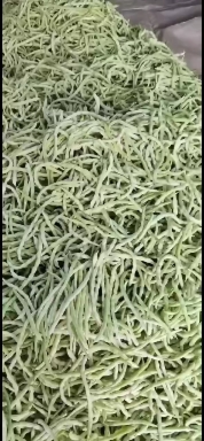 绿皮西葫芦