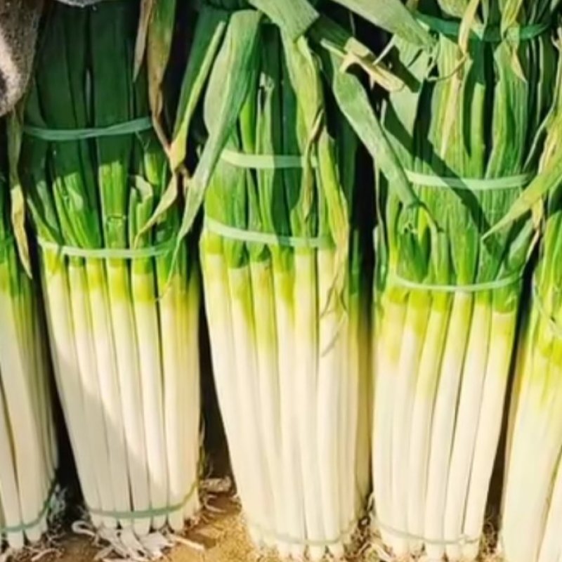 山西忻州铁杆大葱