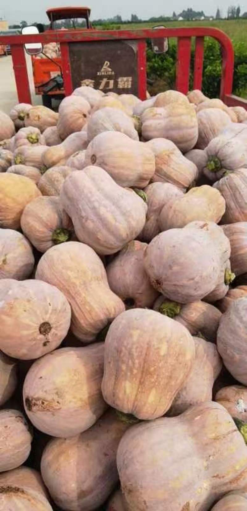 万亩金香花生南瓜口感软糯甜对接档口商超外贸电商诚意直发
