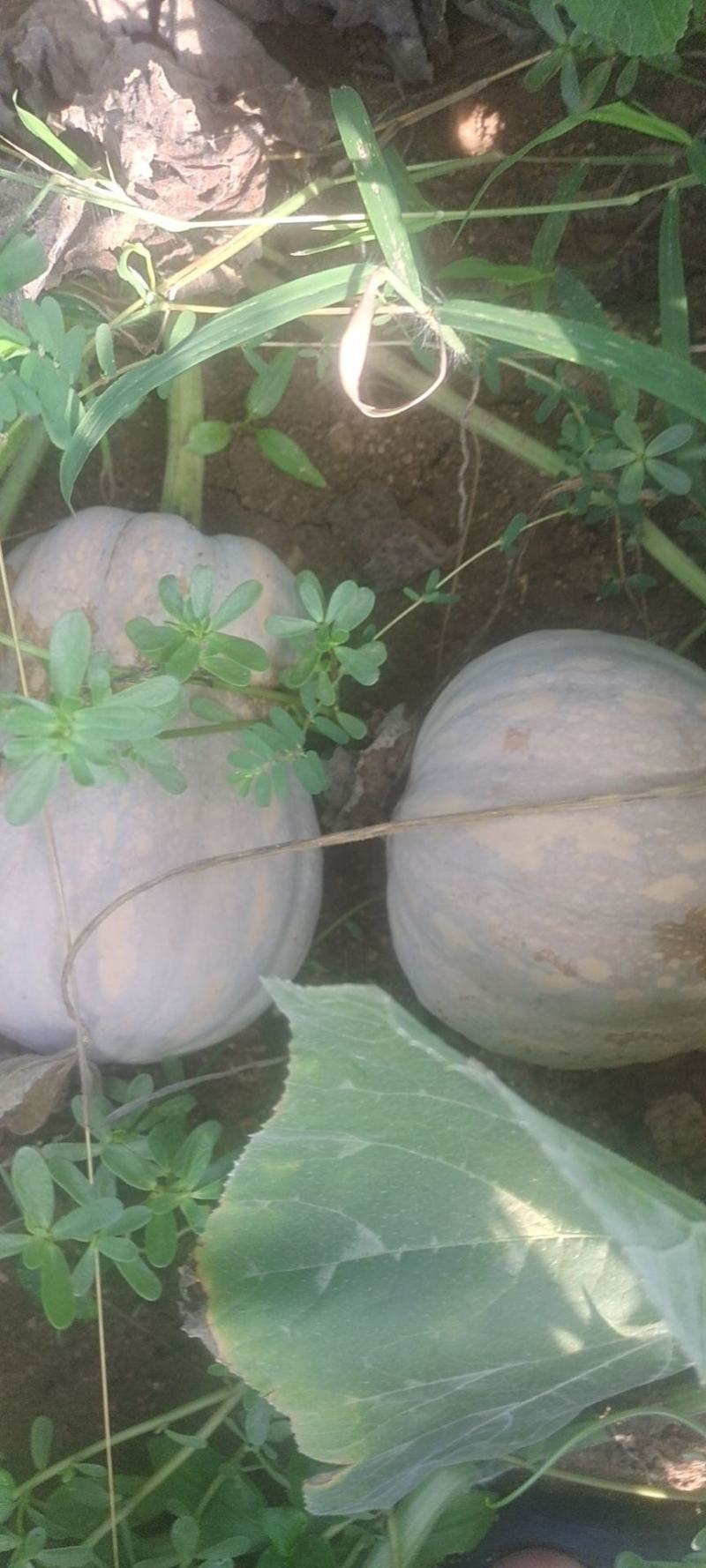 万亩金香花生南瓜口感软糯甜对接档口商超外贸电商诚意直发