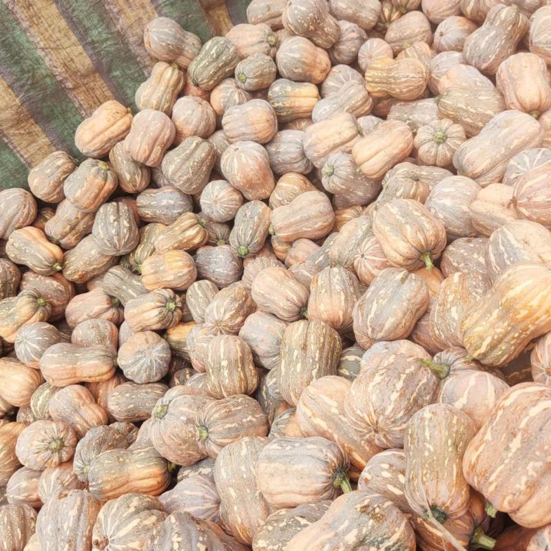 万亩金香花生南瓜口感软糯甜对接档口商超外贸电商诚意直发