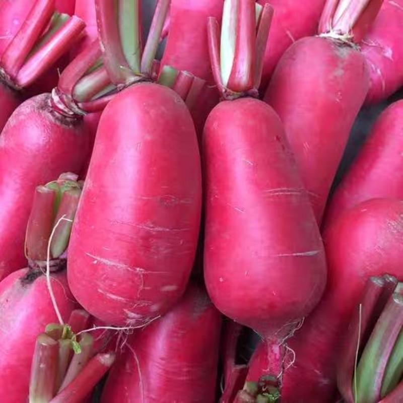 红皮萝卜，产地直供，看货论价，保质保量，欢迎订购
