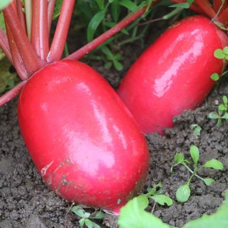 红皮萝卜，产地直供，看货论价，保质保量，欢迎订购