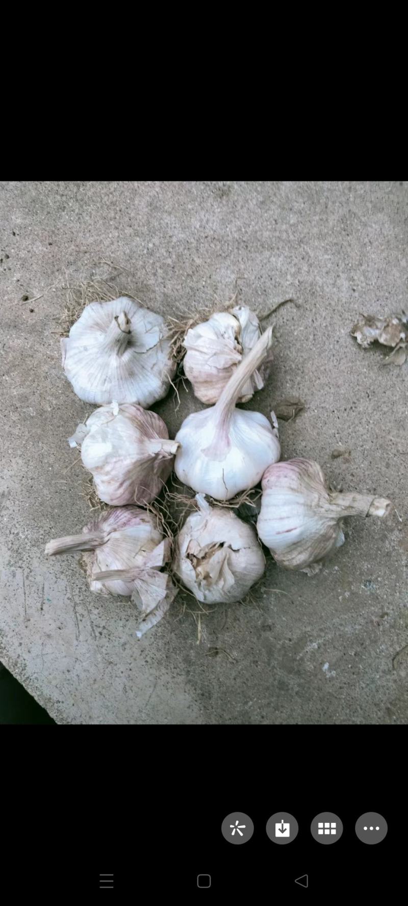 大蒜，我这里还有几万斤大蒜要出售，要的联系，
