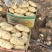 土豆荷兰十五806中暑沃土各种土豆5月20号后大量上市