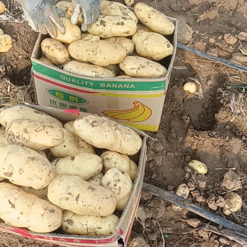 土豆荷兰十五806中暑沃土各种土豆5月20号后大量上市