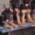 德国牧羊犬