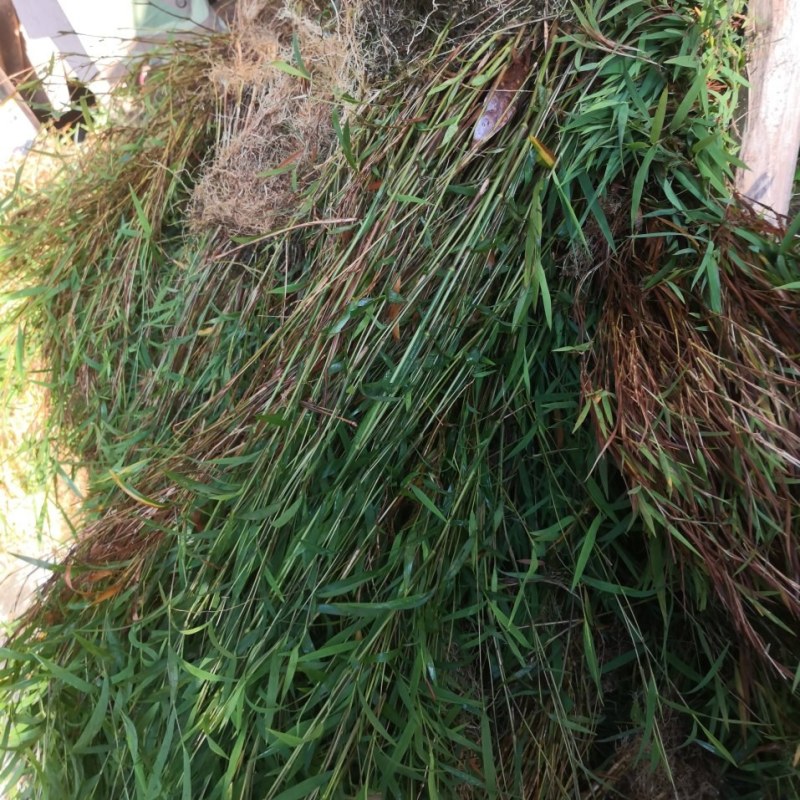 金丝草