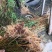 金丝草