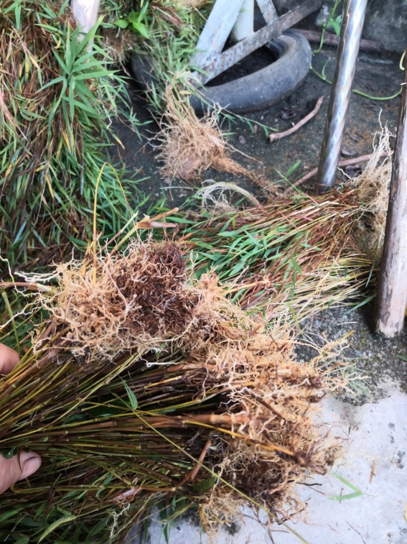 金丝草
