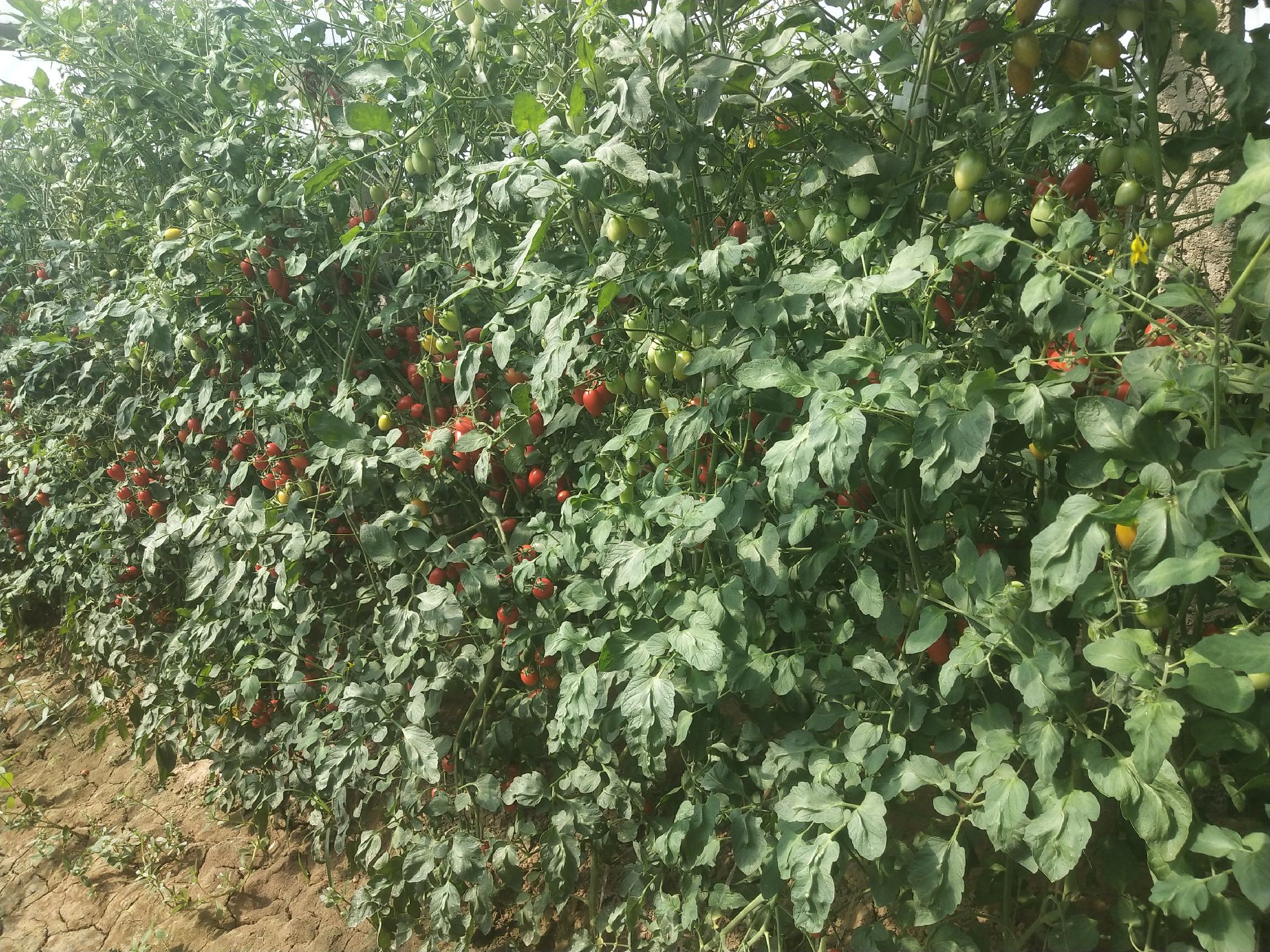 圣女果与普通西红柿的典型品种对比图