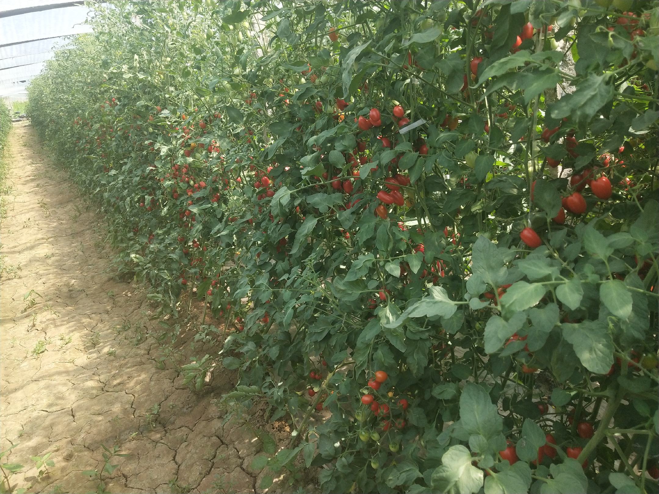 千禧圣女果在海南的种植基地