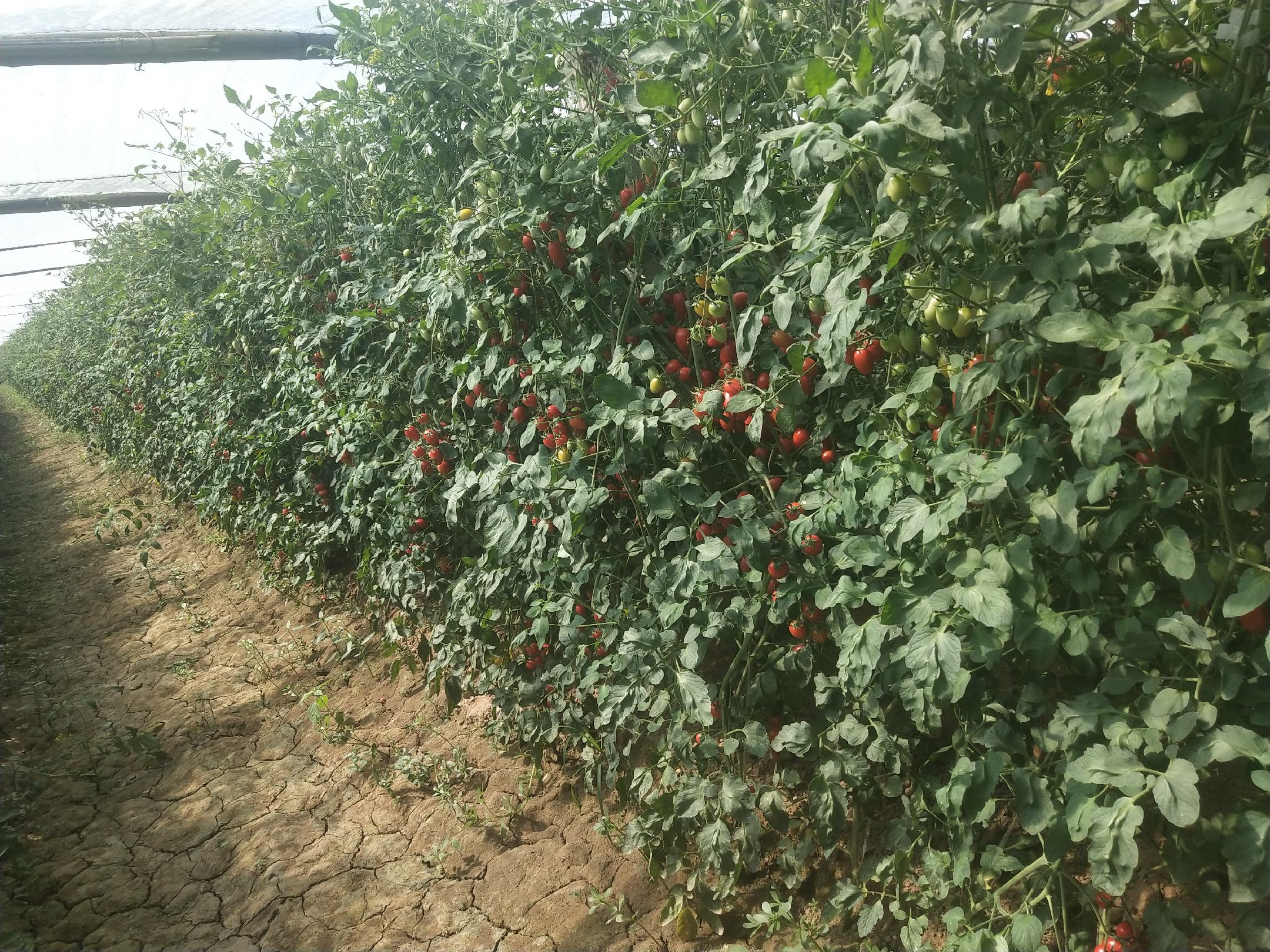 现代化智能温室内的千禧圣女果种植场景,整齐排列的栽培架上挂满成串红色果实,工人正在检查植株生长情况,顶部有自动灌溉系统和光照调控设备,体现科技化、标准化生产流程 现代化温室种植场景