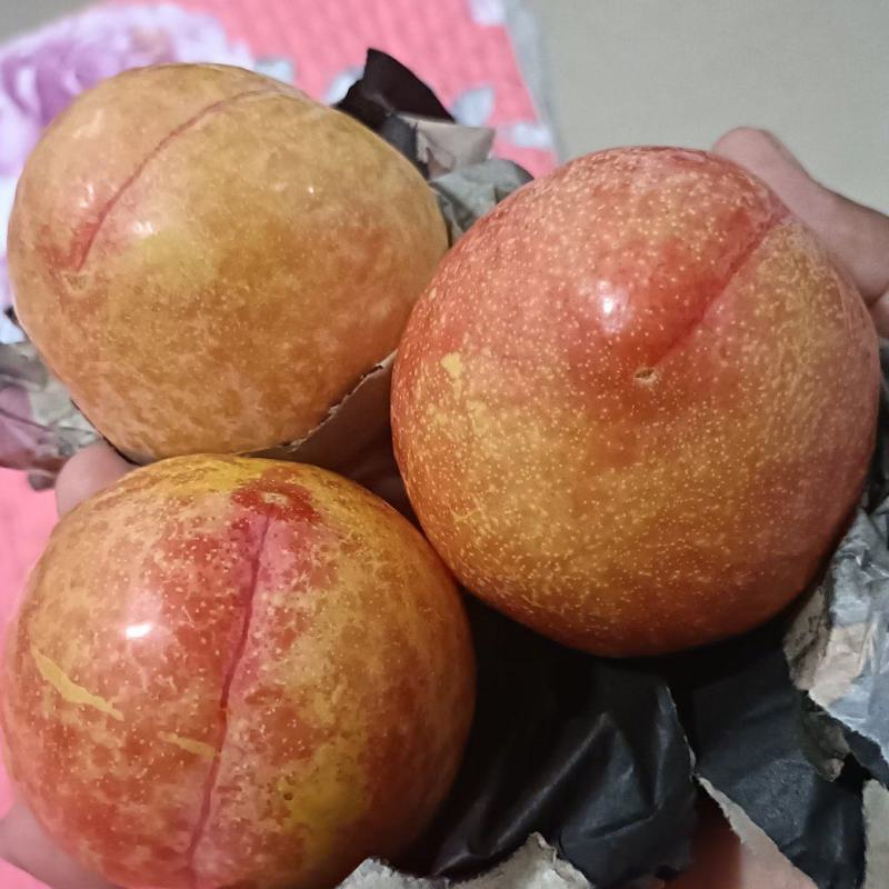 大红袍李子大量上市辽宁绥中产地大共应