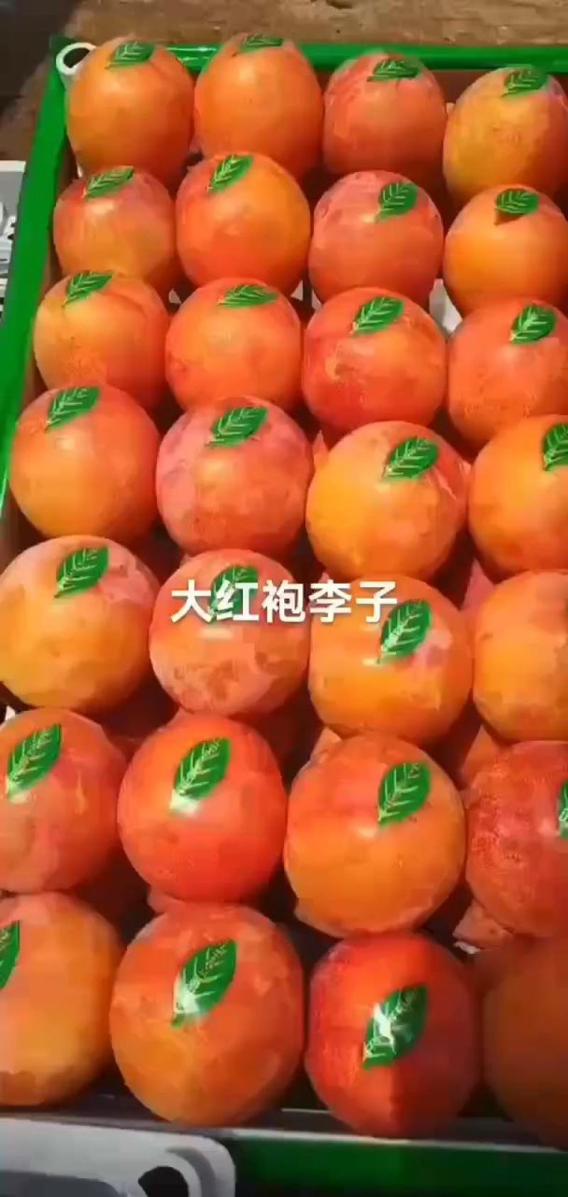 大红袍李子大量上市辽宁绥中产地大共应