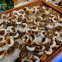 活冻猫眼螺沙螺香螺海螺捞汁小海螺海鲜水产贝类螺类
