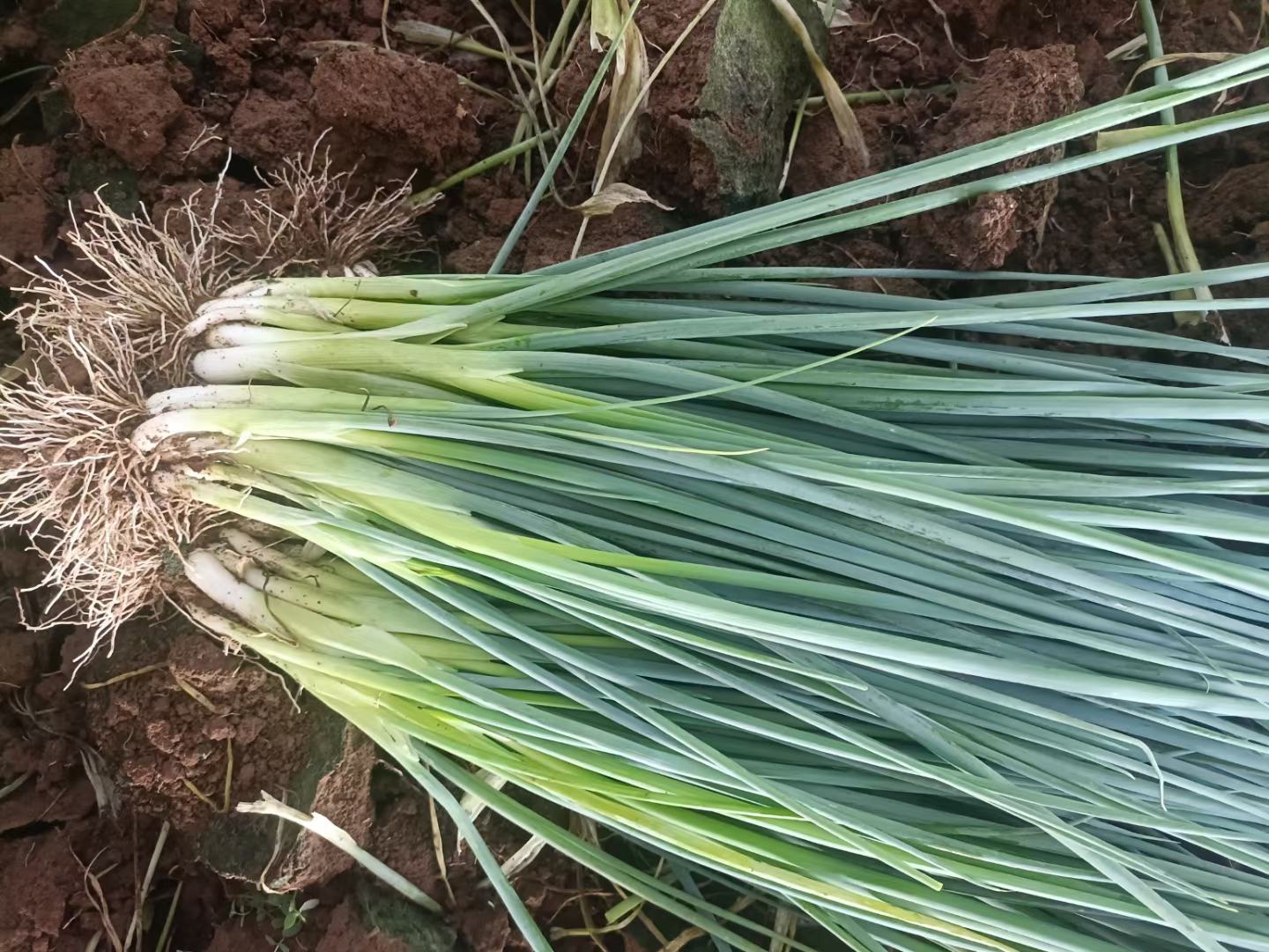 超市冷柜中小葱陈列细节