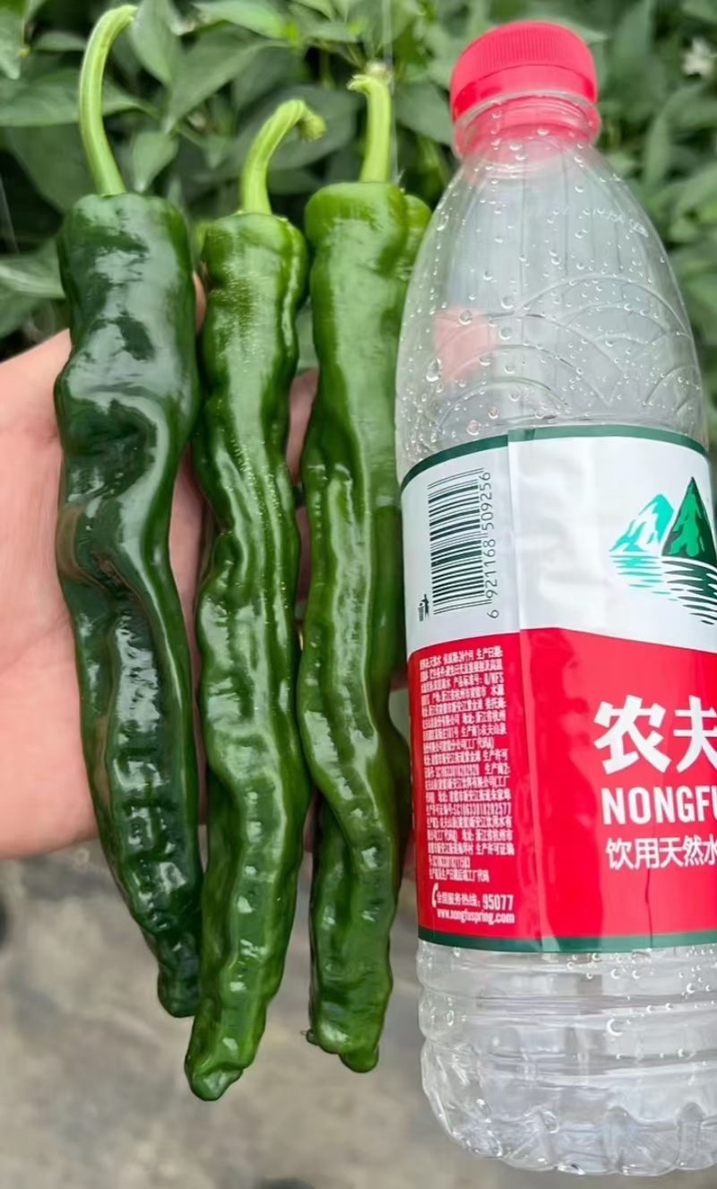 大黑108皱皮椒种子皮薄脆香味大田辣椒种杂交一代
