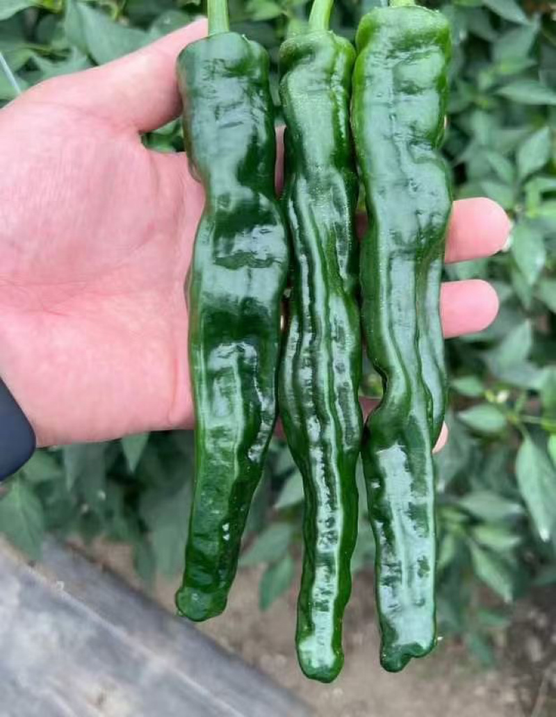 大黑108皱皮椒种子皮薄脆香味大田辣椒种杂交一代