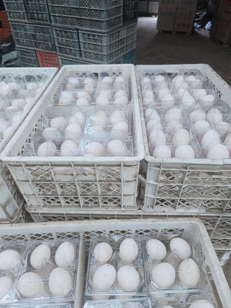 出产鹅蛋4枚6枚10枚货源稳定对接全国电商平台拼单团