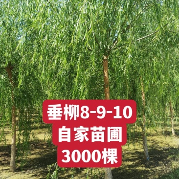 自家苗圃8-9-10-12公分垂柳3000棵河北垂柳基地