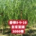 自家苗圃8-9-10-12公分垂柳3000棵河北垂柳基地