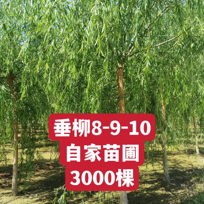 自家苗圃8-9-10-12公分垂柳3000棵河北垂柳基地