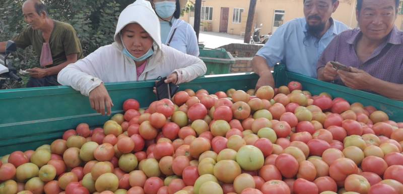 露地精品西红柿大量上市
