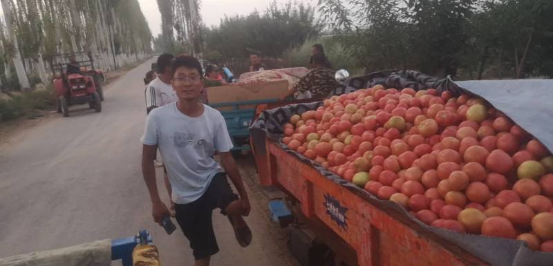 露地精品西红柿大量上市
