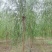自家苗圃8-9-10-12公分垂柳3000棵河北垂柳基地