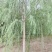 自家苗圃8-9-10-12公分垂柳3000棵河北垂柳基地
