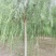 自家苗圃8-9-10-12公分垂柳3000棵河北垂柳基地