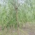 自家苗圃8-9-10-12公分垂柳3000棵河北垂柳基地