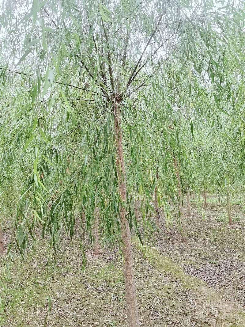 自家苗圃8-9-10-12公分垂柳3000棵河北垂柳基地