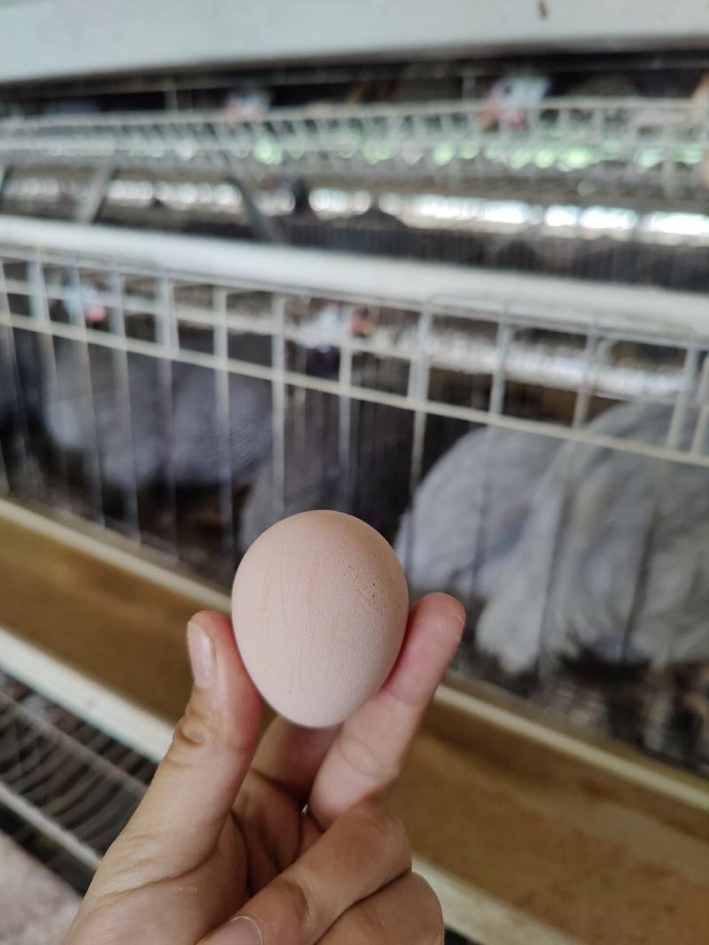 珍珠鸡种蛋广东养殖场直供可孵化受精率有保证