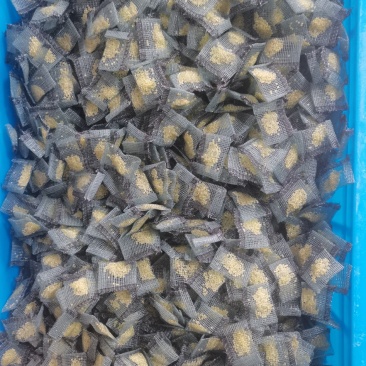 优质豆虫卵豆虫卵